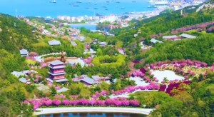 4月20日至5月5日威海赤山景區(qū)邀您共度浪漫櫻花季！
