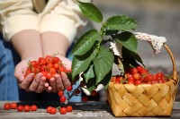 5月18日至6月16日，“櫻桃之約”邀你共赴！